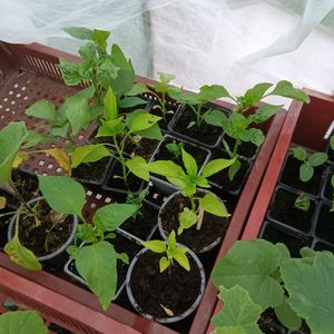 Plant de poivrons 