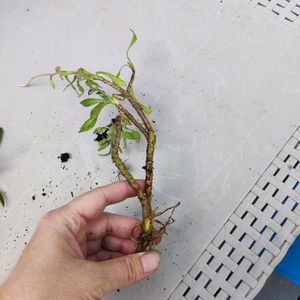 Bouture osteospermum rose foncée ou violet pale
