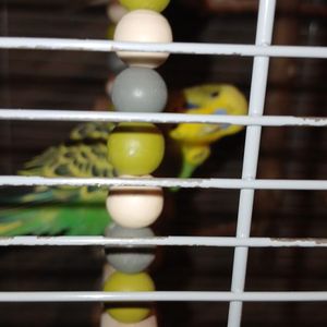 Donne perruches avec cage 