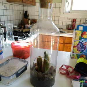 Cactus dans une bouteille 