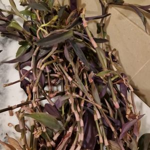Bouture de plante à feuillage vert/violet 