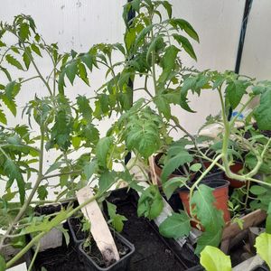 Plants tomates à repiquer rapidement