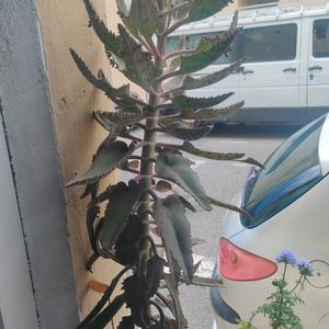 plante kalanchoe 