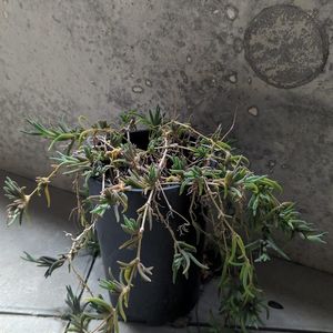 plante grasse dans un pot de plastique 