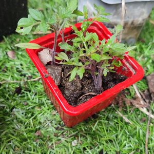 Plants tomates fertile