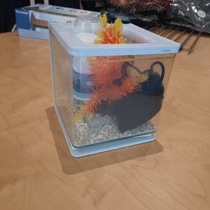 Aquarium et accessoire pour poisson 