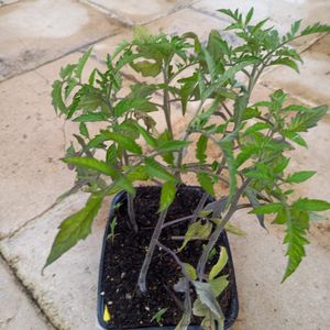 Plants de tomates 
