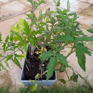 Plant surprise de tomates 