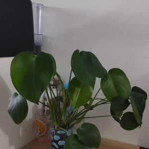 Boutures Monstera 