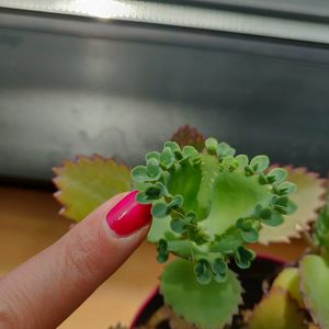 Petites plantes kalanchoe