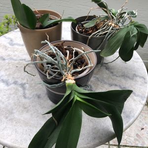 3 orchidées à faire refleurir