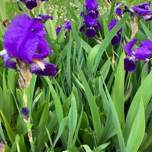 Rhizomes d’iris 