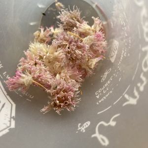 Fleur de ciboulette séchée avec graine 