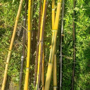 Tiges de bambou 