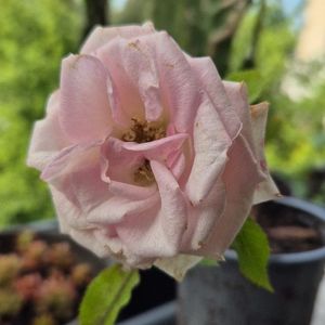 Mini rosier rose 🌹 