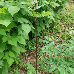 Arbuste Frêne Commun 1 mètre 