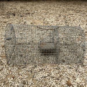 Cage piège à rat