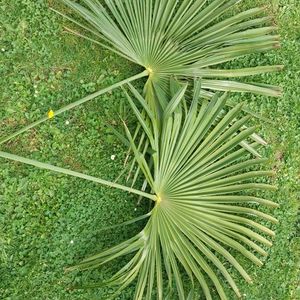 2 feuilles de palmier pour déco LOT1