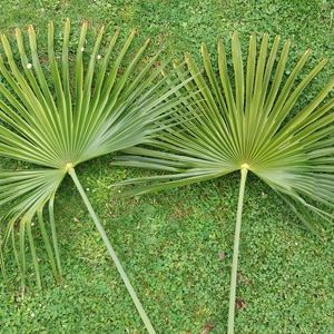 2 feuilles de palmier pour déco LOT2
