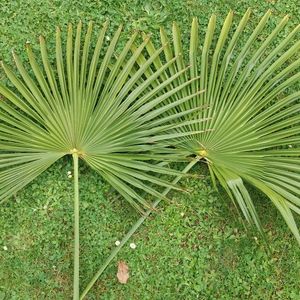 2 feuilles de palmier pour déco LOT3