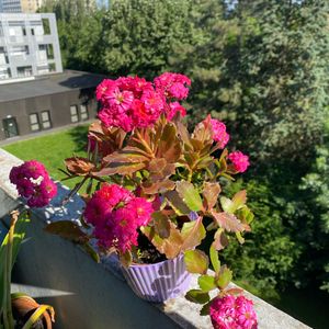 Petite plante grasse à fleurs rose