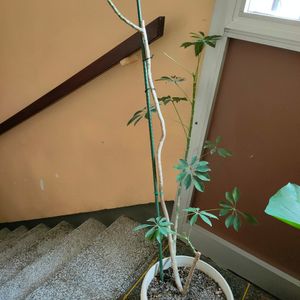 Plante shefflera