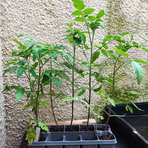 Plant de tomate de table  