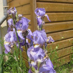 Iris mauves