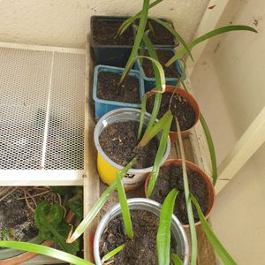 Plant Amaryllis 