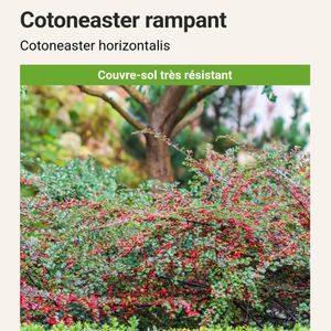 Plant de cotoneaster 