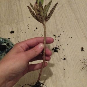 Plante grasse 5