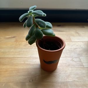 Petite plante et son pot