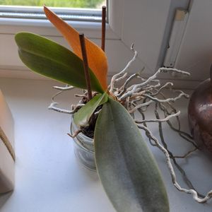 Pied d'orchidée à adopter