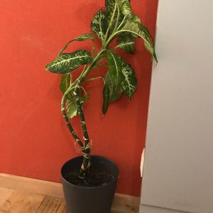 Plante 1m