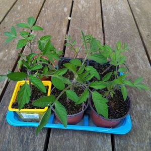 6 plants de tomate cerise bio