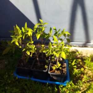 Plants de tomates cerise bio