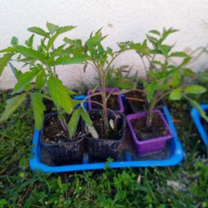 Plants de tomates cerises bio