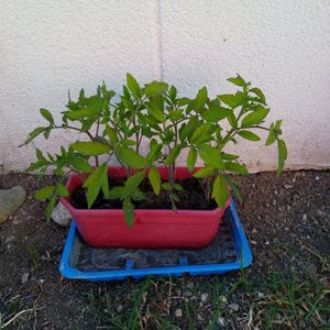 Plants de tomates cerises bio