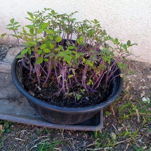 Nombreux plants de tomates cerises bio