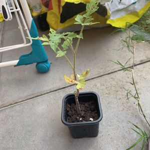 Plant tomate 1