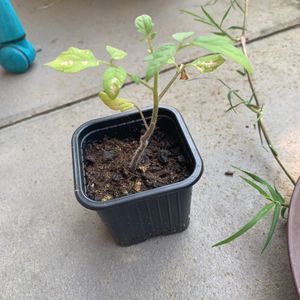 Plant tomate 2