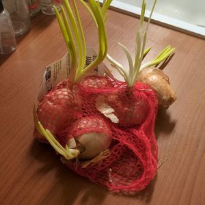 Oignons jaunes qui ont poussé seuls...