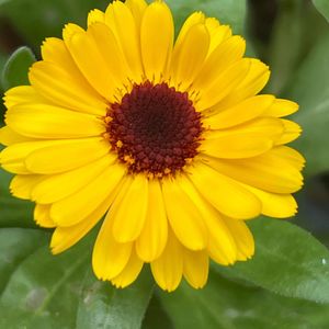 Graines de calendula bio 