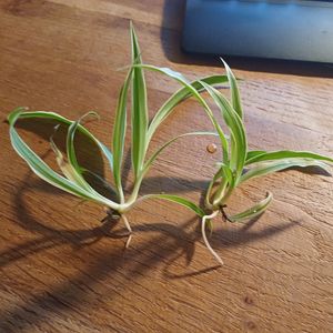 Boutures de Chlorophytum