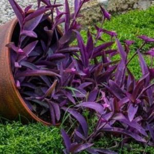 Bouture de Tradescantia pallida 