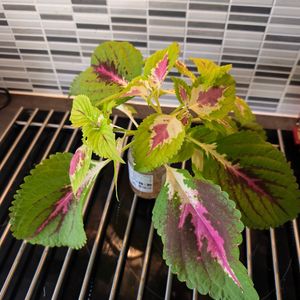 Bouture de coleus rose à mettre en terre