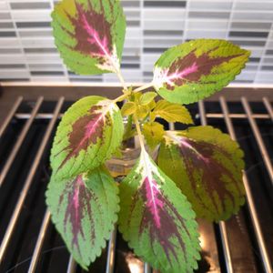 Bouture coleus rose