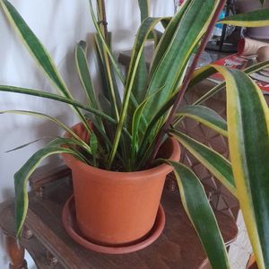 Plante à entretenir à récupérer rapidement 