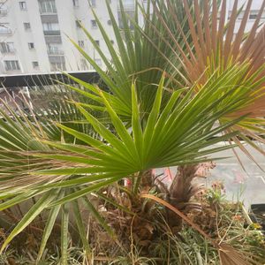 Plantes à récupérer urgent 