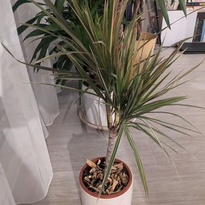 Plante à sauver